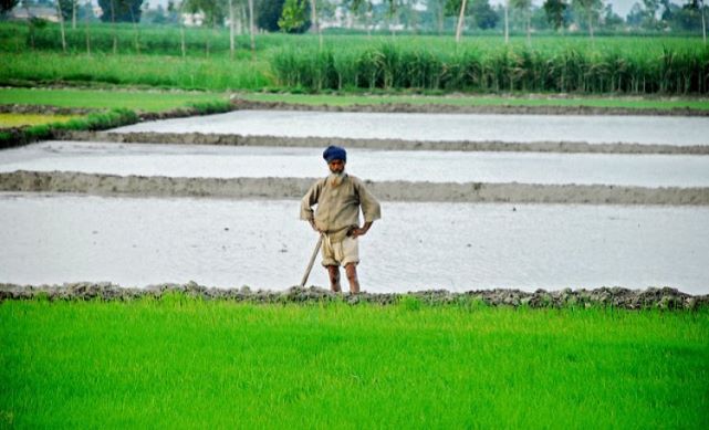 THE FARMER- Thakazhi Sivasankara Pillai 12