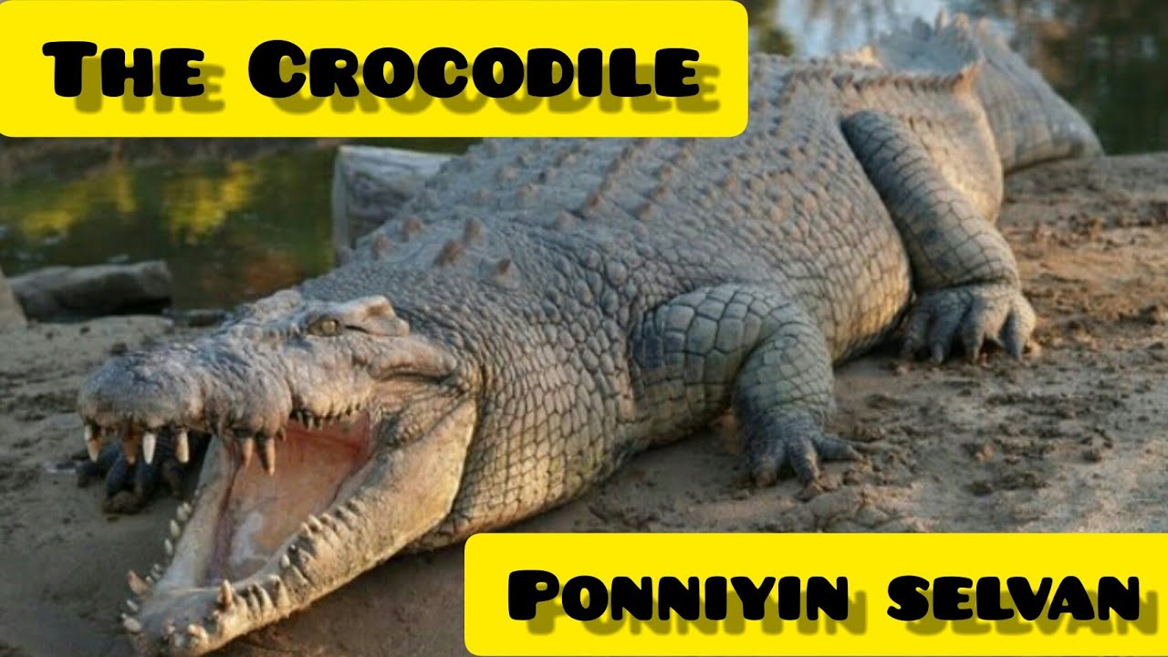 Ponniyin Selvan Chapter 14 - A Crocodile On The River Bank 18