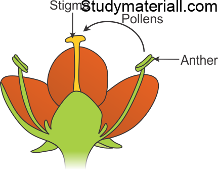 What is Pollination, Difference Between Self Pollination and Cross Pollination 3