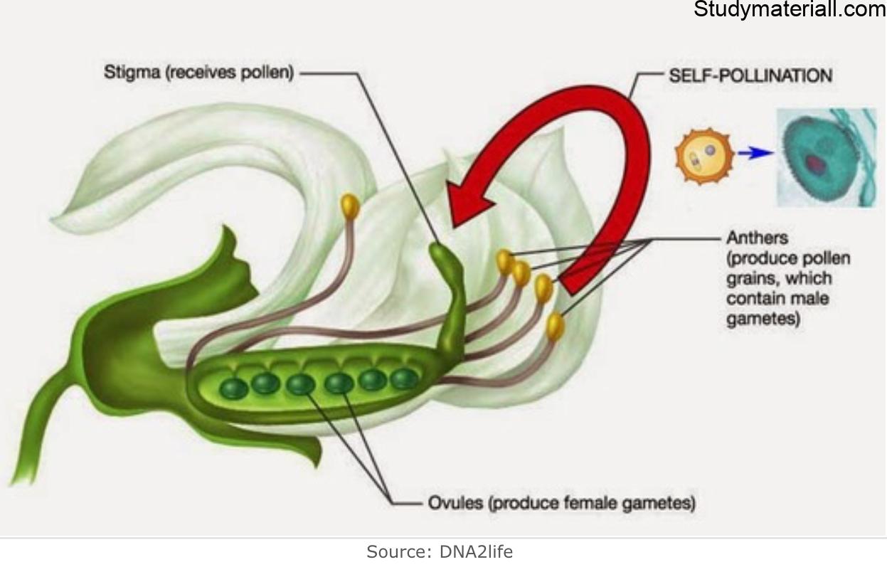 What is Pollination, Difference Between Self Pollination and Cross Pollination 43