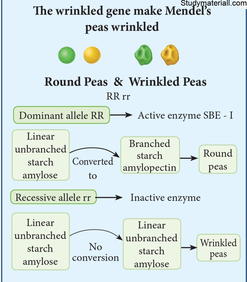 How does the wrinkled gene make Mendel’s peas wrinkled? 44
