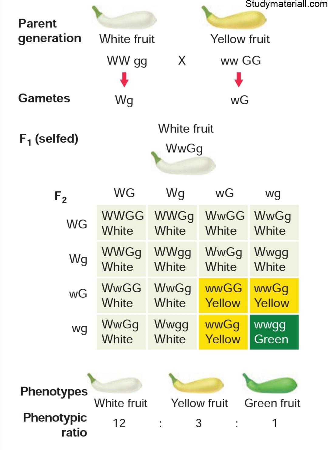 What is intergenic gene Interaction, What is Dominant Epistasis, Epistatic, Hypostatic 37