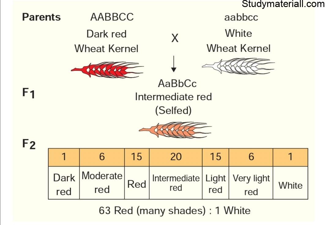 Polygenic Inheritance in Wheat (Kernel colour) Polygenic inheritance 11