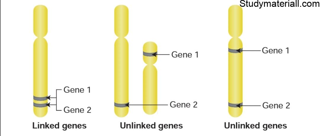 What is Gene Linkage, What are all the kinds of gene linkages, What is coupling and repulsion theory 26
