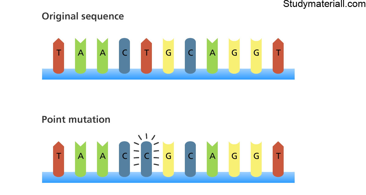 What is Mutation And What is the types of Mutation 14