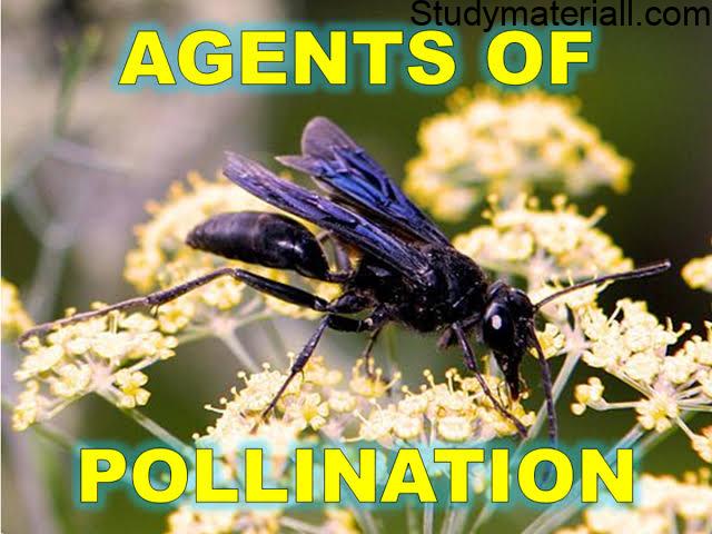 Agents of pollination 30