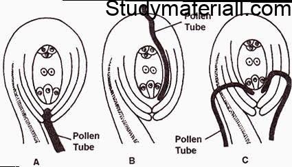 What is Fertilization, Events of fertilization, pollen on the stigma, types of pollen 4