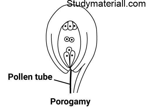 What is Fertilization, Events of fertilization, pollen on the stigma, types of pollen 5