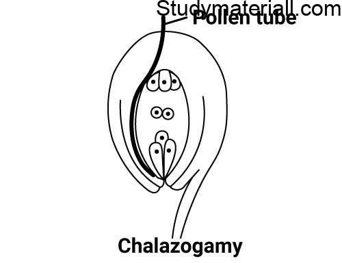 What is Fertilization, Events of fertilization, pollen on the stigma, types of pollen 7