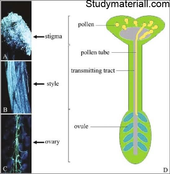 What is Fertilization, Events of fertilization, pollen on the stigma, types of pollen 3