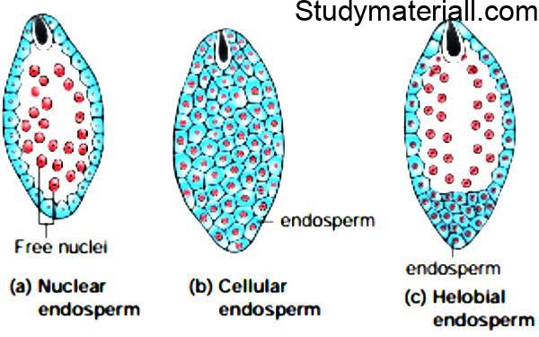 Post Fertilization structure and events 21