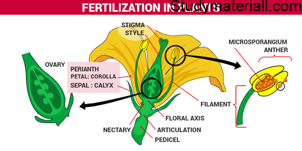 What is Fertilization, Events of fertilization, pollen on the stigma, types of pollen 23