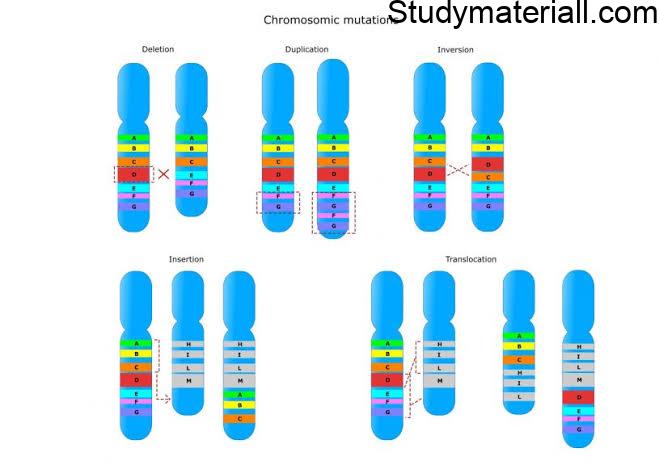 What is Ploidy, Chromosomal Mutations 8