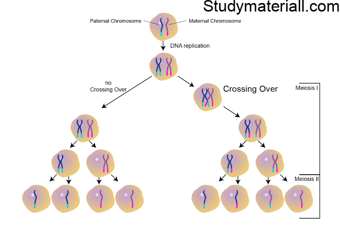 New Combination Of Genes - Crossing Over 6