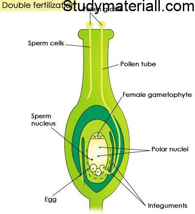 What is Fertilization, Events of fertilization, pollen on the stigma, types of pollen 2