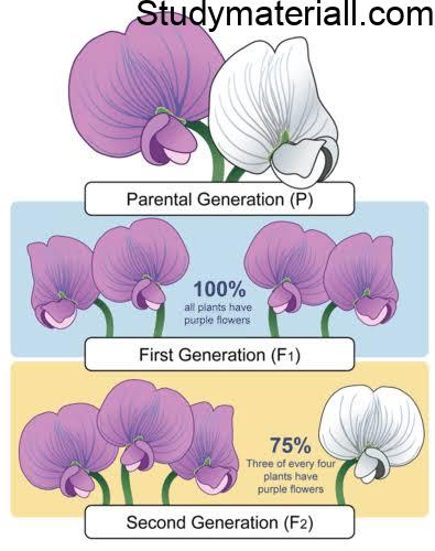 Types Of Cross In Plants - Cross Pollination - Study Of Botany 1