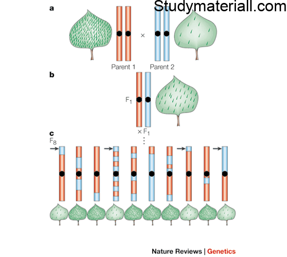 What is Genetic Mapping, What are all the uses of Genetic Mapping 22
