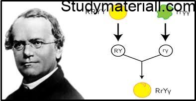 Extensions of Mendelian Genetics 42