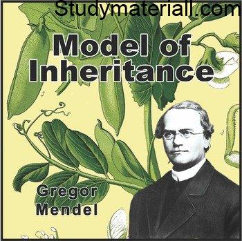 Mendelism - Father of Genetics – Gregor Johann Mendel (1822 – 1884) 2