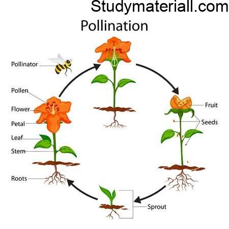 What is Pollination, Difference Between Self Pollination and Cross Pollination 2