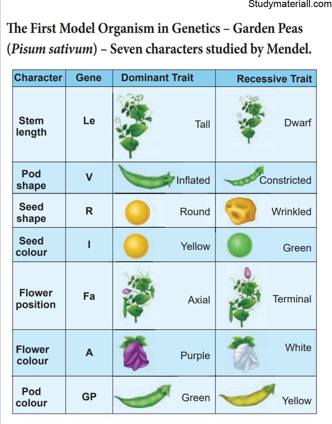 Mendel’s experiments on pea plant 3