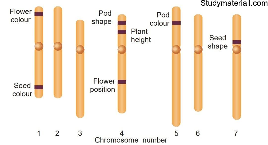 Mendel’s experiments on pea plant 4