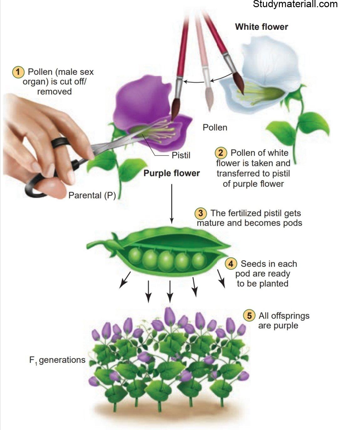 Mendel’s experiments on pea plant 2
