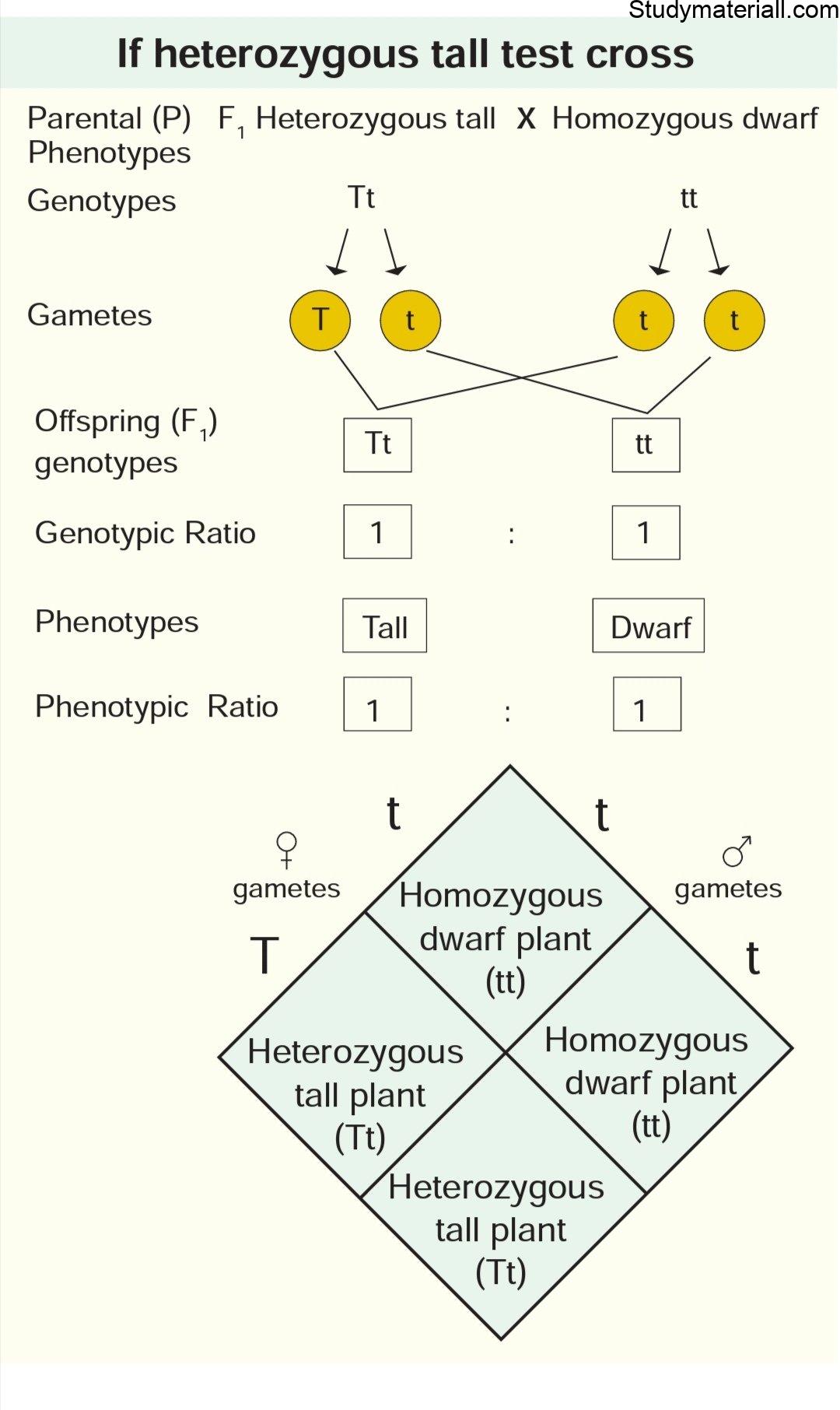 Types Of Cross In Plants - Cross Pollination - Study Of Botany 3