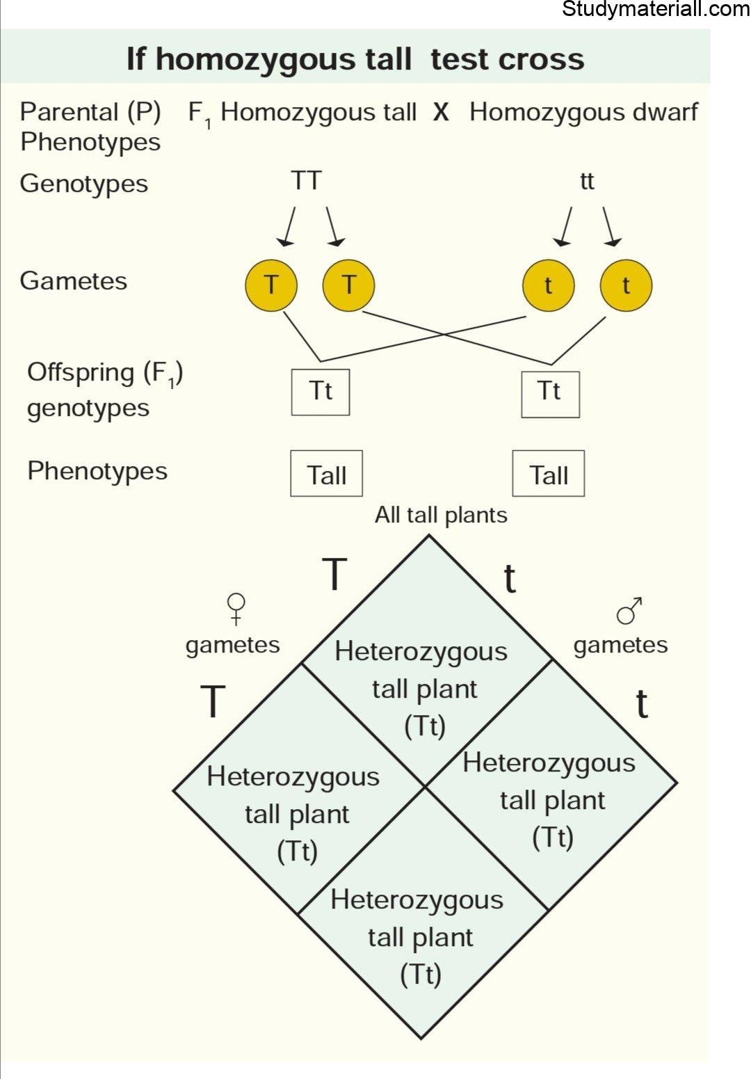 Types Of Cross In Plants - Cross Pollination - Study Of Botany 2