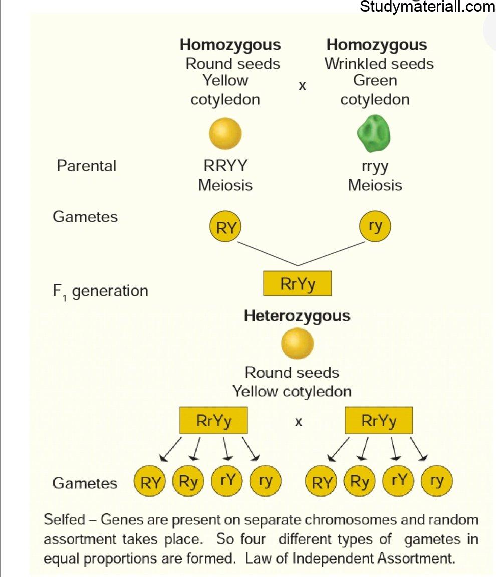 Types Of Cross In Plants - Cross Pollination - Study Of Botany 4