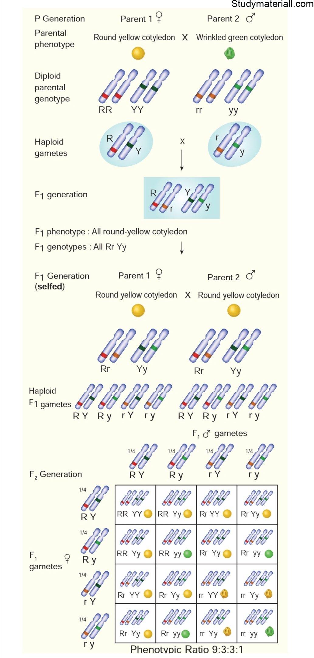 Types Of Cross In Plants - Cross Pollination - Study Of Botany 5