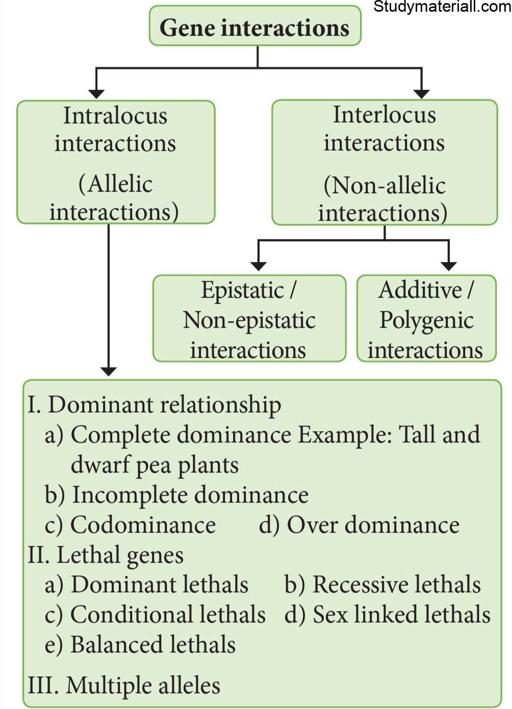 Extensions of Mendelian Genetics 2