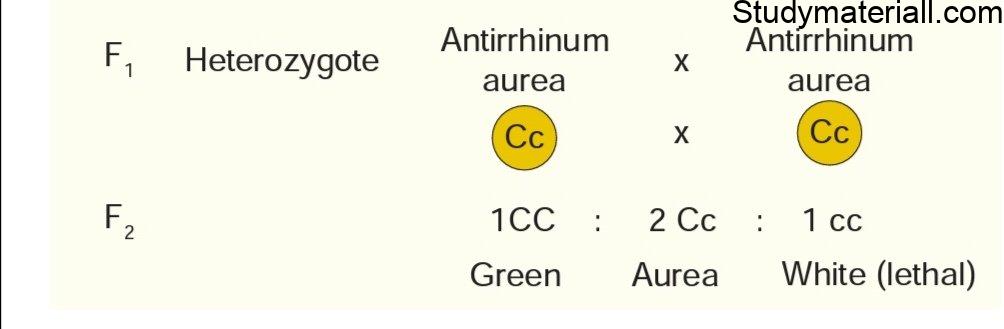 Intragenic interactions - Genes 3