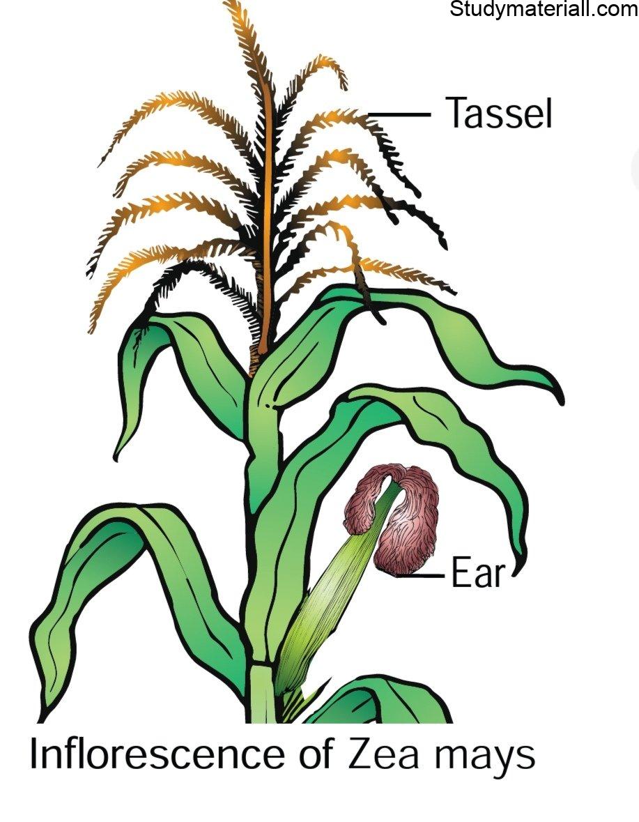 Sex Determination In Maize 2