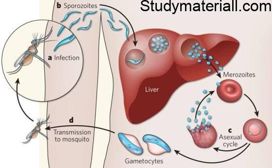 Protozoa infection - Malaria, What is Malaria, How Malaria spreading, Malaria symptoms, Preventive measures for Malaria 2
