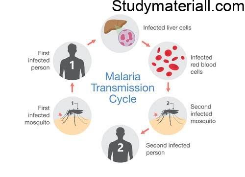 Protozoa infection - Malaria, What is Malaria, How Malaria spreading, Malaria symptoms, Preventive measures for Malaria 3