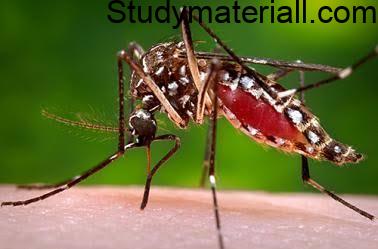 Dengue, Mosquito bite diseases, dengue fevet, dengu haemorrhagic, Symptoms of dengue, control measures of dengue 55