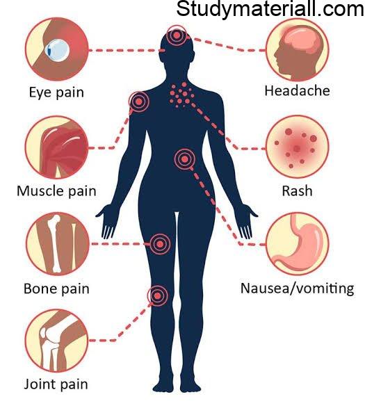 Dengue, Mosquito bite diseases, dengue fevet, dengu haemorrhagic, Symptoms of dengue, control measures of dengue 2