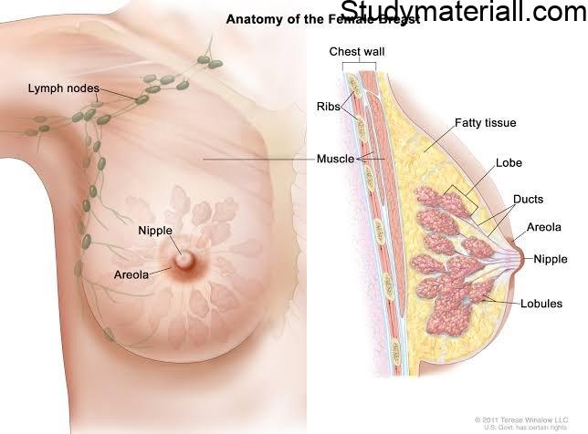 Breast Cancer, Causes of Breast Cancer, Signs and symptoms of Breast Cancer, Treatment for Breast Cancer 2