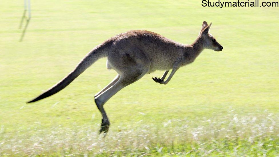kangaroo 3