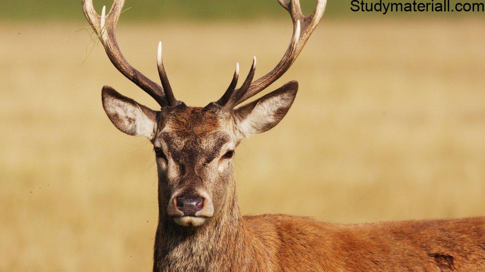 Deer 2