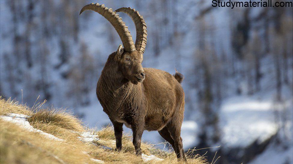 Ibex 2