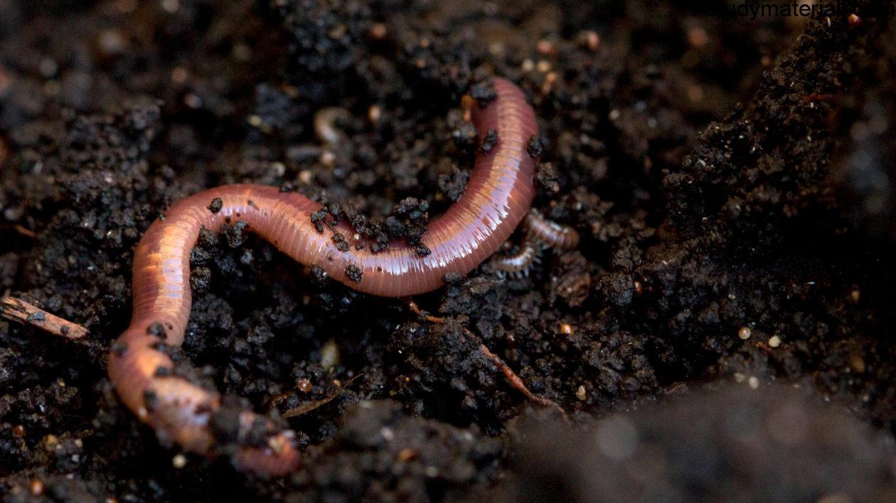 Earthworm 20