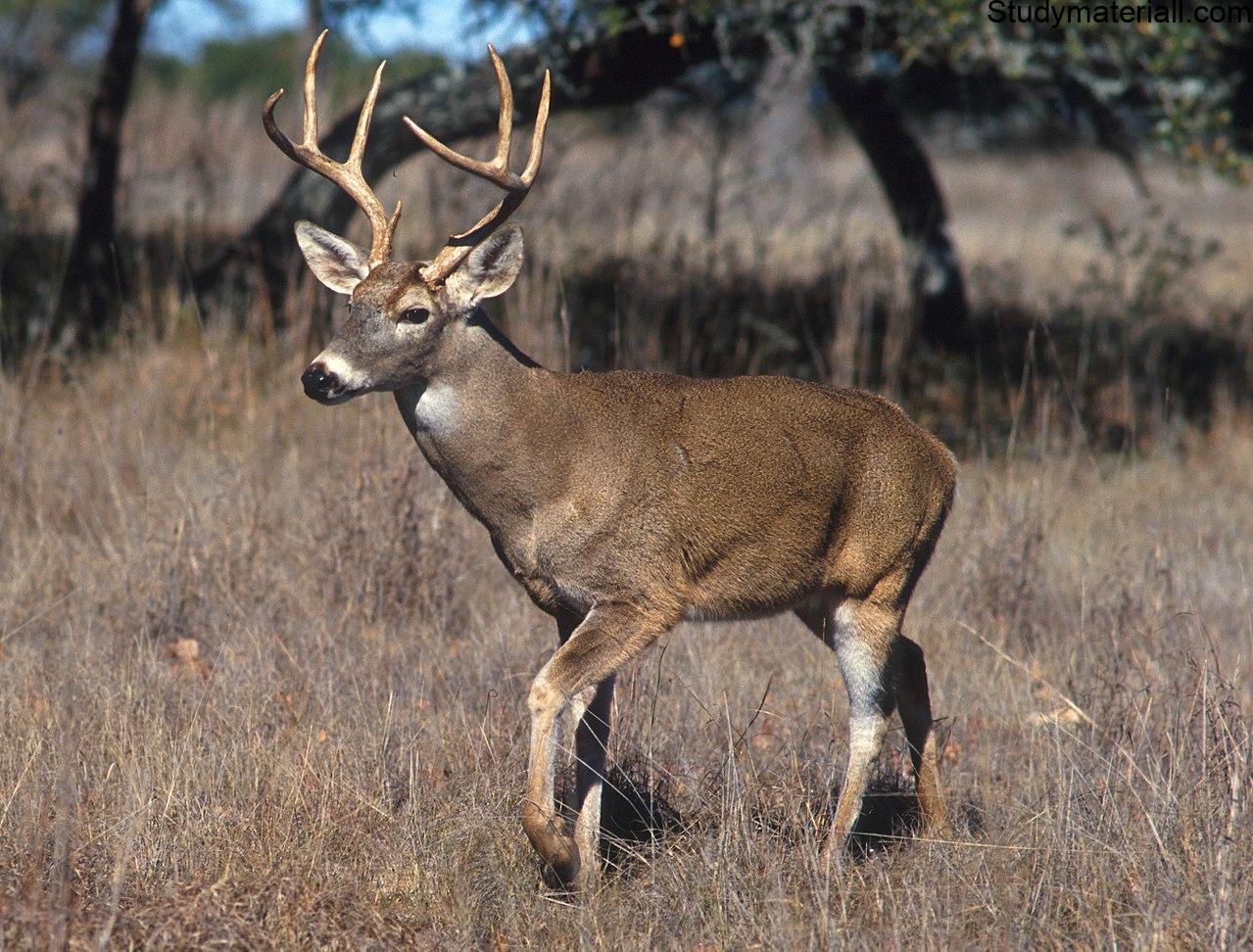 Deer 5