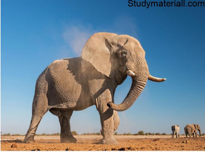 African Elephant 15