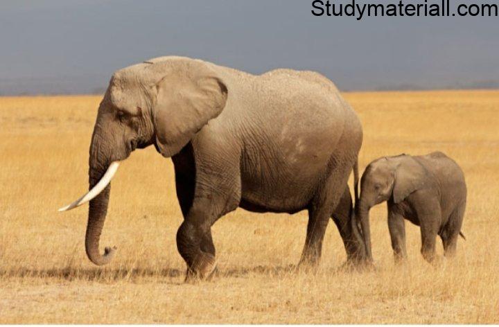 African Elephant 3