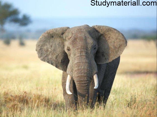 African Elephant 2