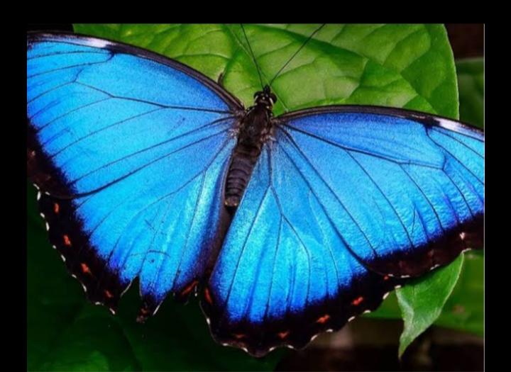Blue Morpho Butterfly Facts 12
