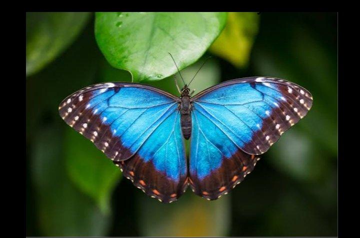 Blue Morpho Butterfly Facts 3