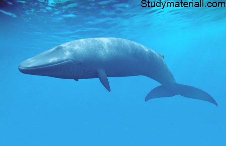 Blue Whale 3